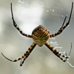 Araña