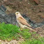 Primilla