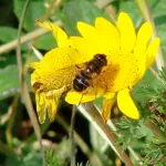 Abeja