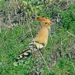 Abubilla