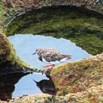 Reflejo