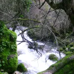 Rio Majaceite 10