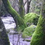 Rio Majaceite 5