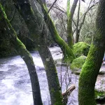 Rio Majaceite 6