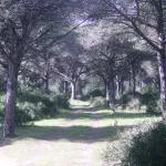 SENDERO TORRE DEL TAJO