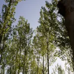 Bosque en Riofrío