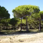 Doñana