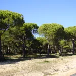 Doñana