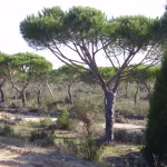 Doñana