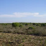 Doñana