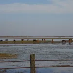 El Rocío