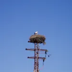 Cigueñas en Huelva