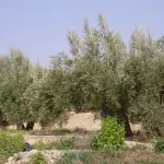 Olivos