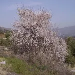 Almendro