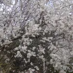 Almendro