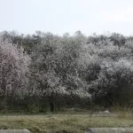 Almendros