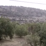 Olivos y Almendros