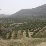 Olivar