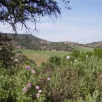 Olvera