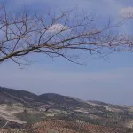 Olvera