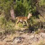 CAZORLA.