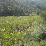 verdes riveras del rio
