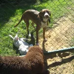 amigos nuevos