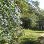 regreso entre flores de lavanda