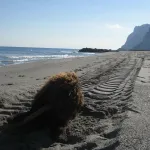 rusty en la playa de el conchal. la linea