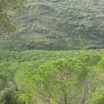 que bello verde