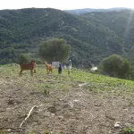 el pequeño ganado