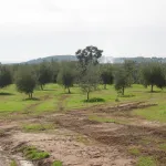 Montoro