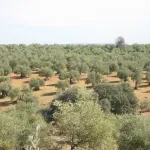 Montoro