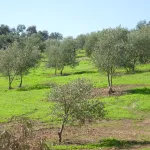 Montoro