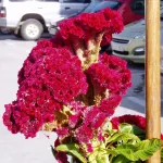 Montoro