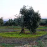Montoro