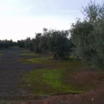 Montoro