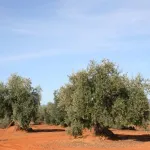 Montoro