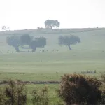 Grullas en la niebla,ruta de Belalcázar a la Colada