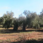 Olivo
