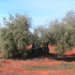 Olivo