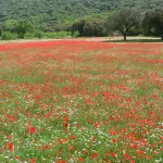 AMAPOLAS   Y DEMAS FLORECILLAS