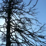 PINSAPO EN AGONIA