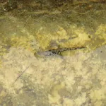 Renacuajo