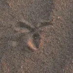 Playa Victoria