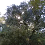 Quercus