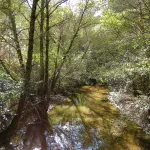 Reflejos del Hueznar