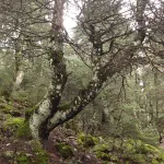 Dentro del bosque hay una gran umedad