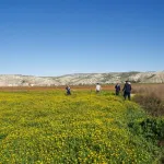Jauja