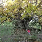 Castaño Santo